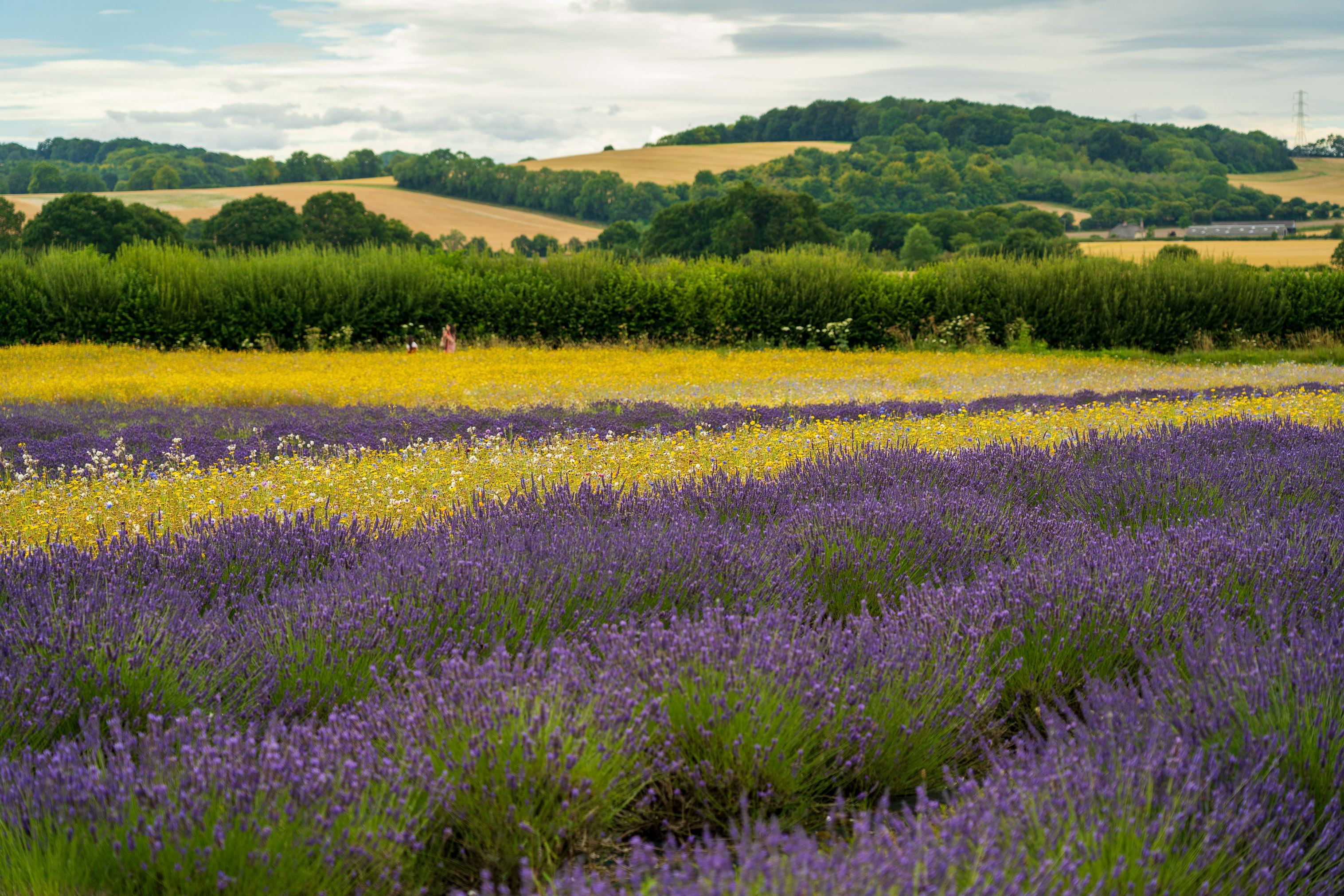 yellow flower field during daytime